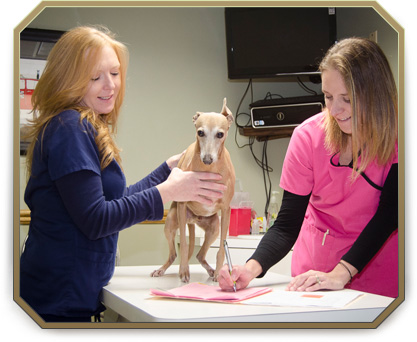 Wellness Exams for Pets in Slidell, LA