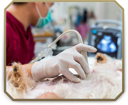 Why Pet Ultrasounds Matter for Your Pet’s Health